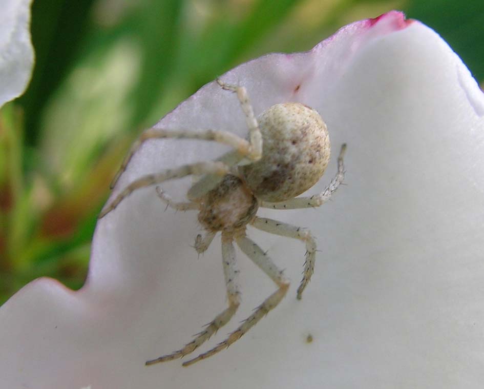 Philodromus sp.; Enoplognatha sp.; Phylloneta sp.